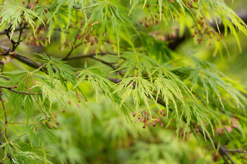 Young Japanese Maple - Acer Palmatum Dissectum, Background of green leaves