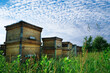 Apiary. Hives in an apiary with bees flying to the landing boards. Apiculture.