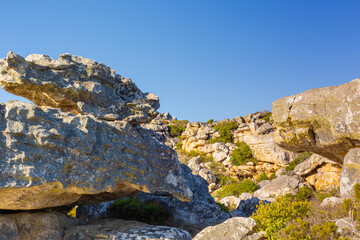 Wall Mural - Rugged mountain landscape with fynbos flora in Cape Town.