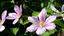 4K. Large-flowered Clematis Pink Flower Of The Variety "Nadezhda": Vertical Landscaping In Landscape Design, Herbaceous Flowering Vine On Arches And Arbor On A Bright Sunny Day, Soft Focus