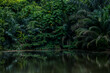 © Anna Zaro - Lake in the tropical forest with lush greenery. Exotic, moody landscape.