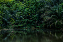 Lake In The Tropical Forest With Lush Greenery. Exotic, Moody Landscape.