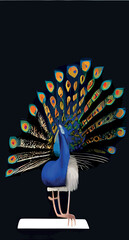 Canvas Print - Peacock with an open tail isolated on a black vertical background.