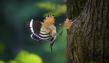 Crested Hoopoe Upupa Epops Feeds A Chick In A Natural Nest,