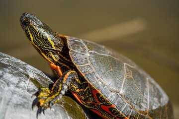 Wall Mural - Selective focus shot of Painted turtle with the head up leaning on the shell of another turtle