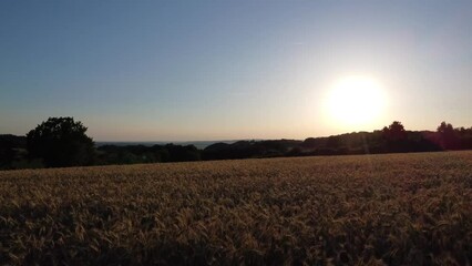 Sticker - Drone flight over barley field