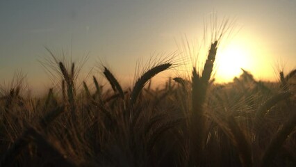 Sticker - Barley with blurred background at sunset and soft wind.