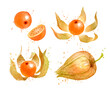 Watercolor vector illustration of Physalis fruit