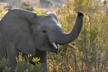Closeup Shot Of An Elephant In A Field In The Daylight