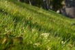 Closeup of a sloping hill with a grass and leaves