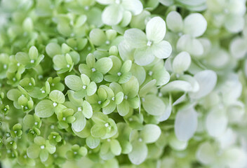 background of hydrangea green flower