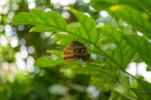 Yellow-edged Giant Owl Butterfly On A Leaf In A Garden