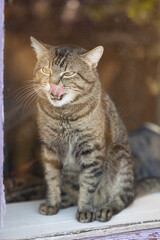 Wall Mural - Sleepy cat behind a dirty window licks his nose