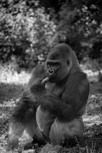 Vertical Grayscale Portrait Of A Western Gorilla Sitting On The Grass Thinking