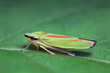 Macro photo of a beautiful rhododendron leafhopper seen from the side on a green leaf