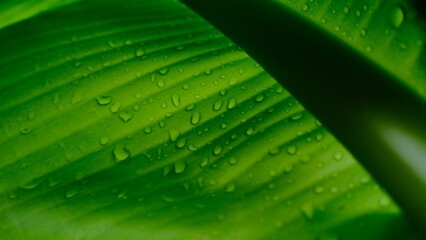 Sticker - Leaf with water drops