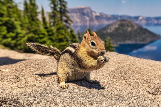 Adorable chipmunk eating nut on the top of stone fence overlooking the sea