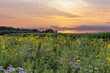 © Margaret Burlingham - A colorful planted prairie at sunset with a corn field in the background.