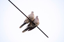A Couple Of Doves Sit On A Wire Against The Sky