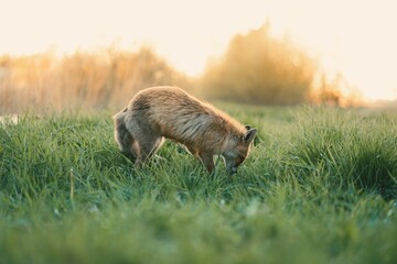 Wall Mural - Selective of a red fox (Vulpes vulpes) in green grass on the sunrise