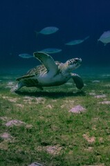 Wall Mural - Vertical closeup of a beautiful turtle swimming at the bottom of the sea