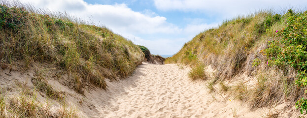 Wall Mural - pathway to the beach through the sand dunes