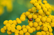 Close Up View Of Ladybug On Yellow Flowers. Common Tansy