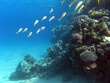 Coral reef with shoal of goatfishes and hard corals at the bottom of tropical sea on blue water background