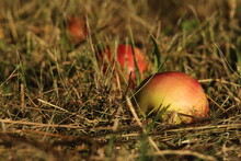 Three Apples In The Grass - On A Neglected Lawn