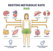 Resting metabolic rate or RMR as body calories consumption outline diagram. Labeled educational scheme with energy percentage level required for life and inner organ function usage vector illustration