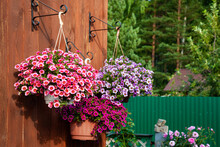 A Gorgeous Calibrachoa Bushs In A Hanging Baskets. Pots Of Bright Calibrachoa Flowers Hanging On A Wooden Wall. Flower Pots Lit By The Sun In A Hanging Pot On The Terrace.