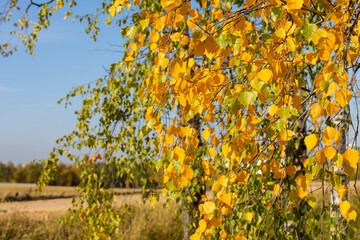 Yellow foliage of a birch tree against a clear blue sky, golden autumn season