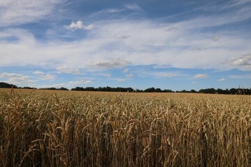 Canvas Print - Scenic view of golden wheat on a field in a rural area on a sunny day