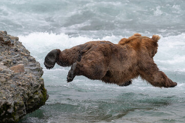 alaskan brown bear cannonball