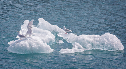 Wall Mural - Gulls perched on iceberg in arctic greenland - arctic blue and crystal clear