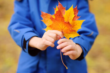 little boy having fun during stroll in forest at sunny autumn day. child playing with maple leaves. 