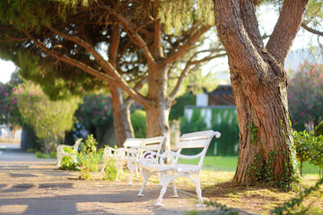 White benches in beautiful old park with pine trees at summer sunset. Quiet comfortable rest in open air. Peaceful outdoor recreation. Resort for family vacation.