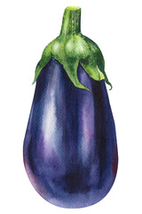 Eggplant on isolated background, hand drawn watercolor illustration.