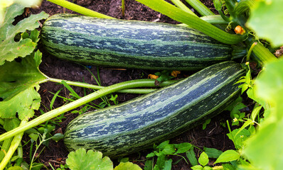 Wall Mural - Juicy green zucchini ripening in the garden in summer