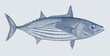 Skipjack tuna katsuwonus pelamis, marine food fish in side view