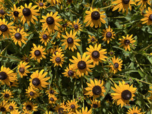Black Eyed Susan Flowers (Rudbeckia Hirta) Blooming In Summer Garden. Top View.
