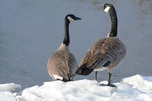 Canada Geese Standing Atop Snow Covered River Bank