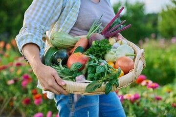 Wall Mural - Close up basket of fresh raw organic vegetables in farmer hands