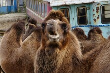 A Camel With A Crooked Mouth