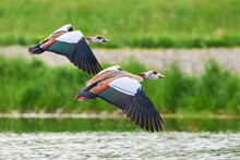 Egyptian Geese Birds In Flight Above The Water (Alopochen Aegyptiaca)