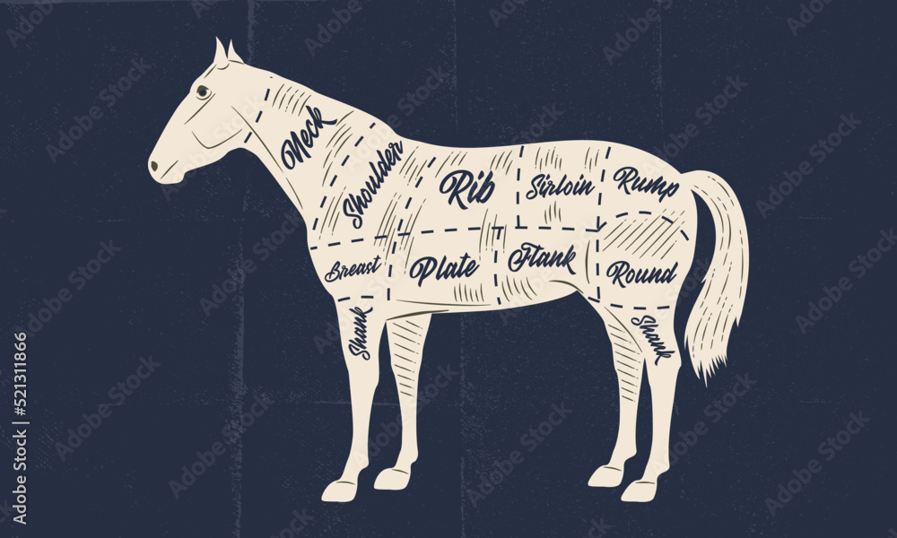 Horse meat chart. Butchery poster with horse meat cuts and paper craft ...