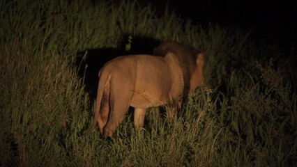 Sticker - View of a beautiful lion walking at night in its habitat