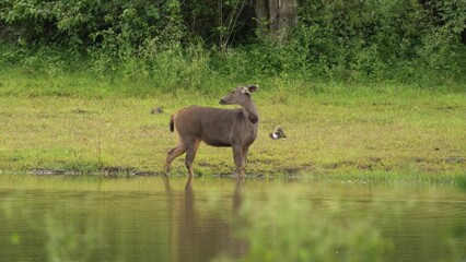 Poster - Sambar Deer (Rusa unicolor) from forests of India