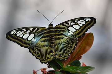 Wall Mural - Butterfly