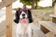 adorable black and white springer spaniel sitting on wooden steps at golden hour - beautiful dog wearing star sunglasses smiling with tongue out at beach in summer sunset